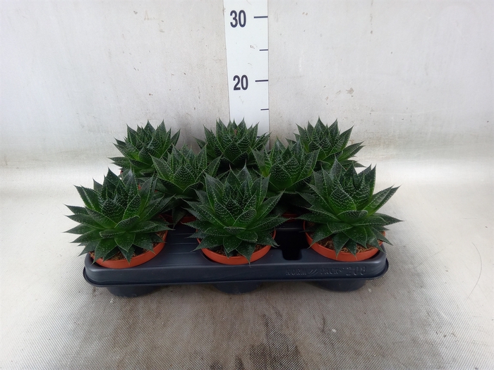 <h4>Aloe aristata 'Safari Ami'</h4>