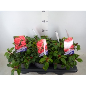 Rhododendron forr. 'Scarlet Wonder'