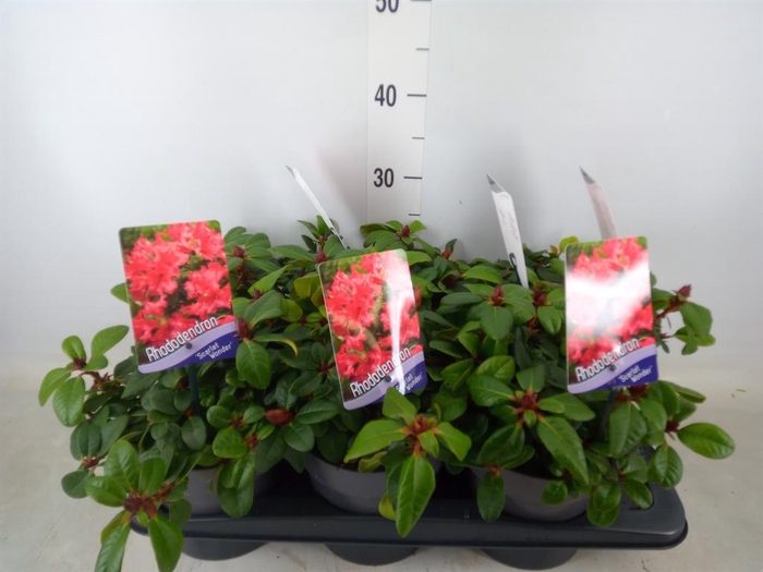<h4>Rhododendron forr. 'Scarlet Wonder'</h4>