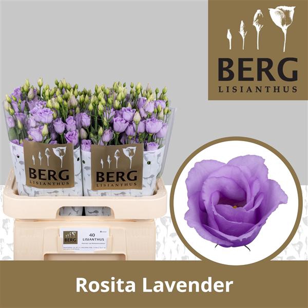 <h4>Eust Rosita Lavender</h4>