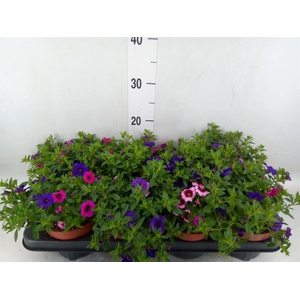 Calibrachoa  'Calipetite'   .mix /p