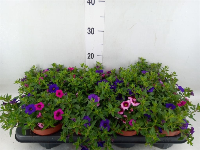 <h4>Calibrachoa  'Calipetite'   .mix /p</h4>