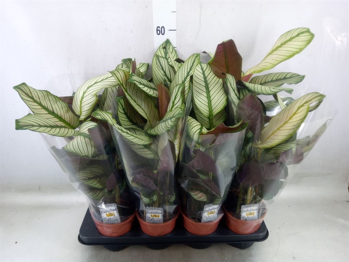 <h4>Calathea majestica 'Whitestar'</h4>
