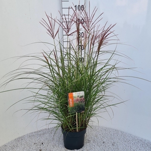 Miscanthus Red Chief