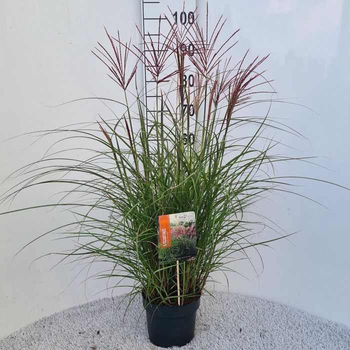 <h4>Miscanthus Red Chief</h4>
