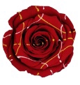 <h4>Roos XL Festival red-02</h4>