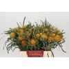 Banksia Dryandra