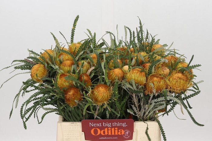 <h4>Banksia Dryandra</h4>