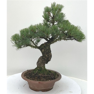 Pinus parviflora, pot 26cm. Height 50cm. (single item)