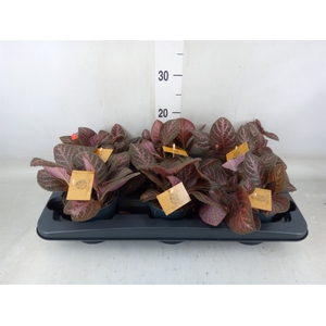 Episcia   ...