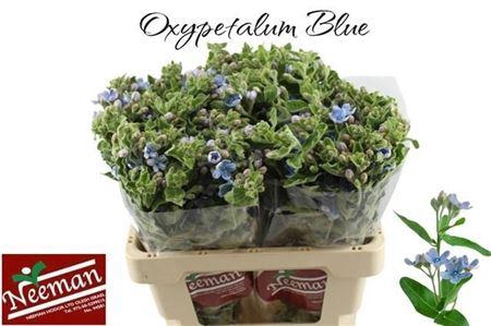 <h4>Oxy Co Tan Pure Blu</h4>