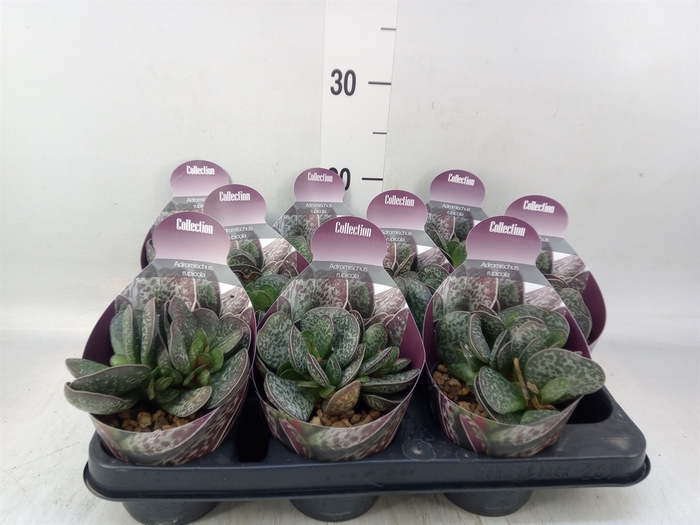 <h4>Cactus   ...</h4>
