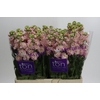 Matthiola incana StoX Champagne