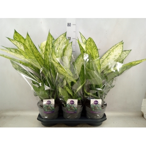 Dieffenbachia  'Vesuvius'