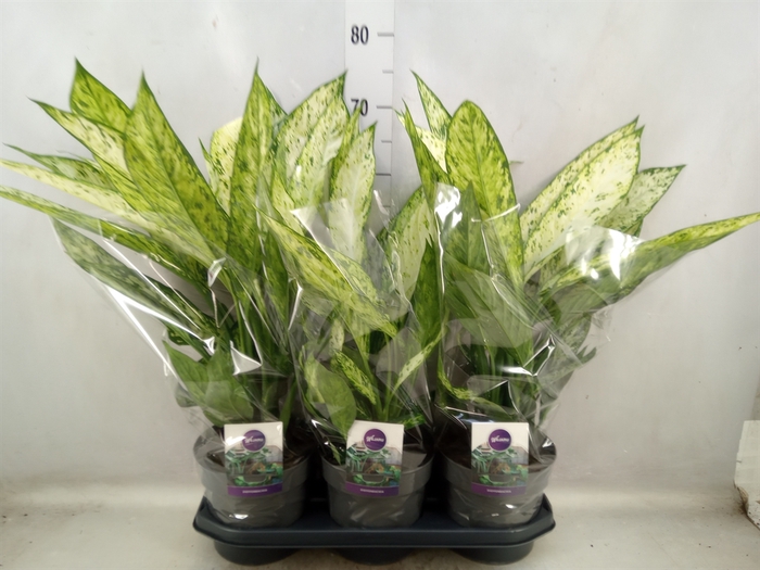 <h4>Dieffenbachia  'Vesuvius'</h4>