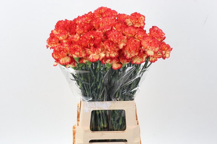 <h4>Di St Zenit hi</h4>