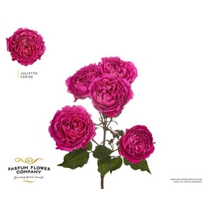Rosa spray garden julietta cerise