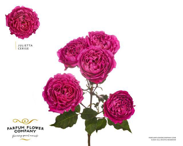 <h4>Rosa spray garden julietta cerise</h4>