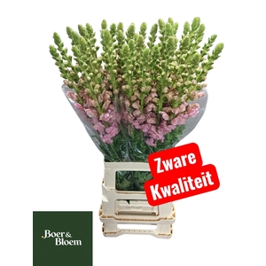 ANTIR POTO EARL PINK