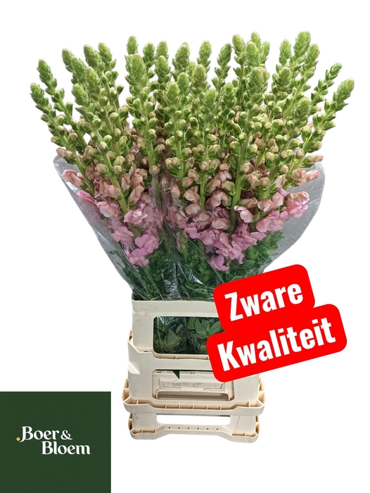 <h4>ANTIR POTO EARL PINK</h4>