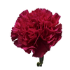 CRAVO BIZET 060 CM PINK