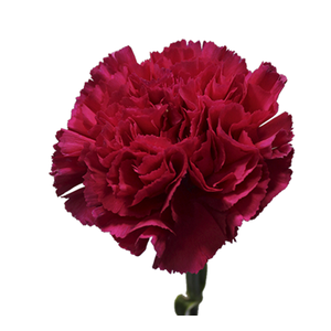 CRAVO BIZET 060 CM PINK