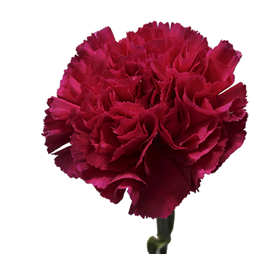CRAVO BIZET 060 CM PINK