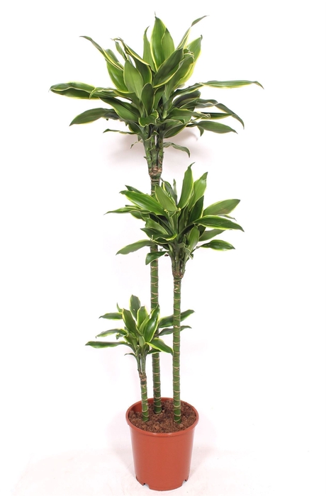 <h4>Dracaena frag. 'Golden Coast'</h4>