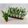 Spathiphyllum Pearl Cupido 9Ø 30cm 3fl