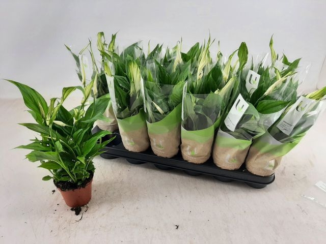 Spathiphyllum Pearl Cupido 9Ø 30cm 3fl