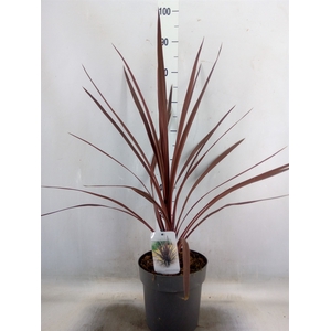 Cordyline austr. 'Red Star'