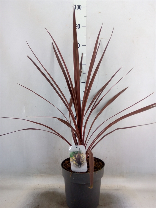 <h4>Cordyline austr. 'Red Star'</h4>