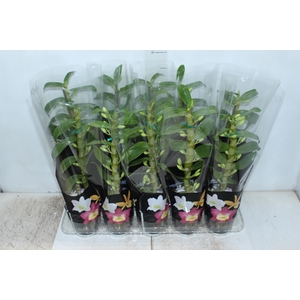 DENDROBIUM P12 PREMIUM