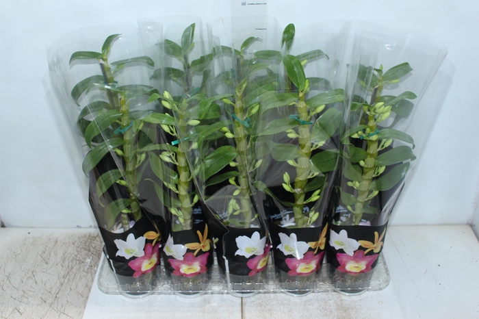 DENDROBIUM P12 PREMIUM