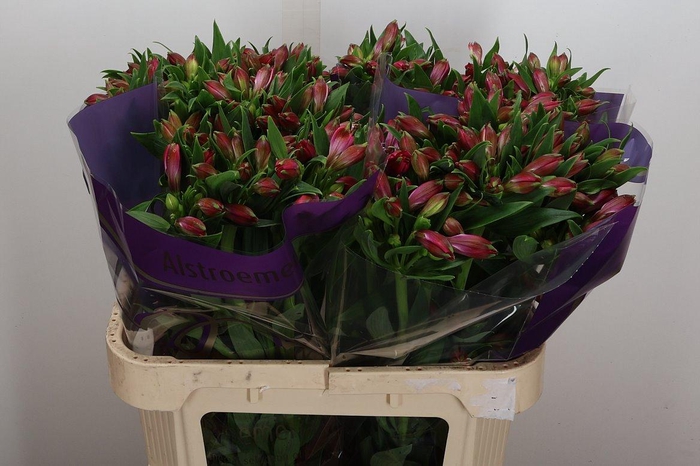 <h4>Alstr Bubblicious 100gr</h4>