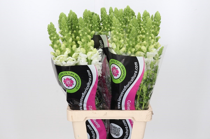 Antirrh Potomac White