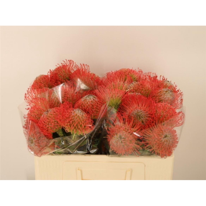 <h4>Leuco Ayoba Pink</h4>