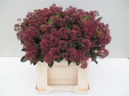 <h4>Skim J Rubella Bs</h4>