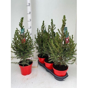 PICEA MAG CHRISTMASTREE P19 70CM