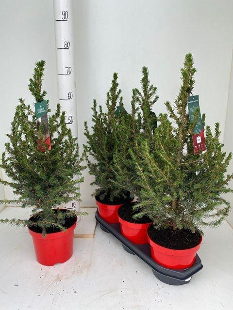 <h4>PICEA MAG CHRISTMASTREE P19 70CM</h4>