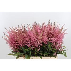 Astilbe Erika Roze