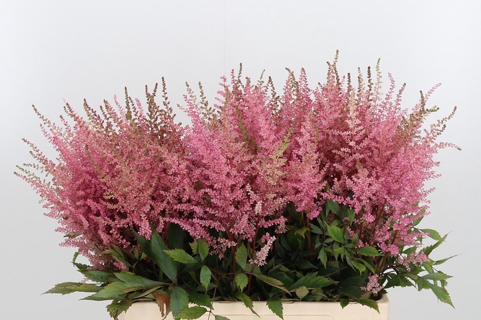 <h4>Astilbe Erika Roze</h4>