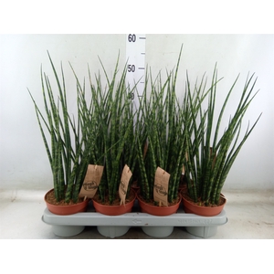 Sansevieria  'Fernwood'
