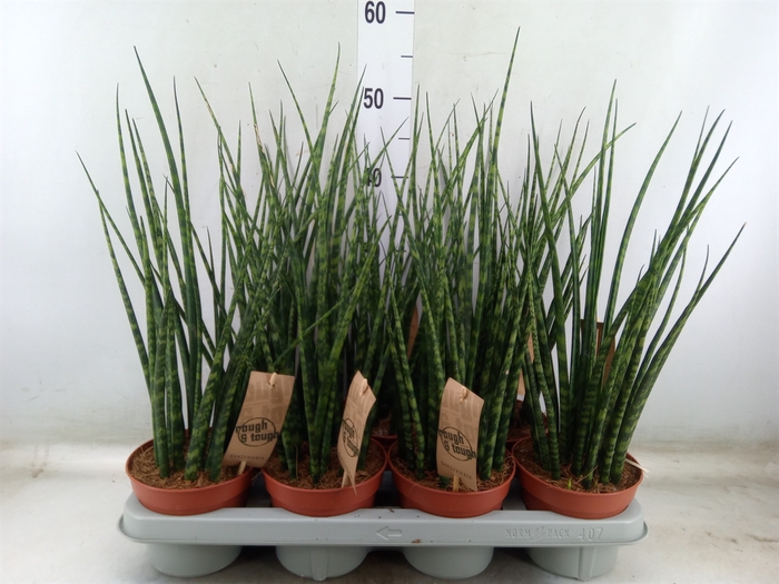 <h4>Sansevieria  'Fernwood'</h4>