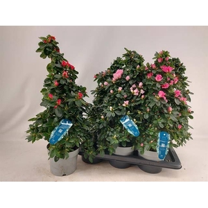 RHODO SI VOGEL PYRAMIDE P17