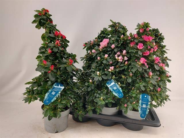 <h4>RHODO SI VOGEL PYRAMIDE P17</h4>