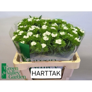 Di Barbatus Will White Green Valley