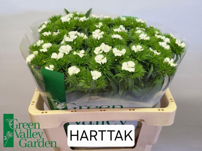 <h4>Di Barbatus Will White Green Valley</h4>