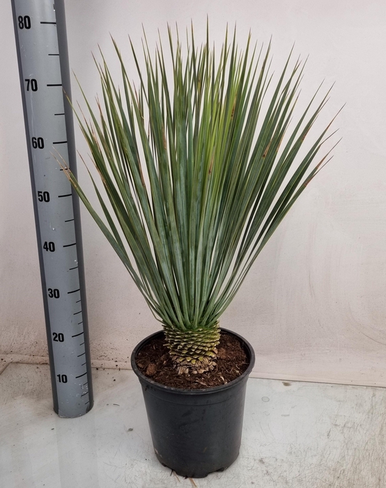 <h4>YUC ROSTRATA stock</h4>