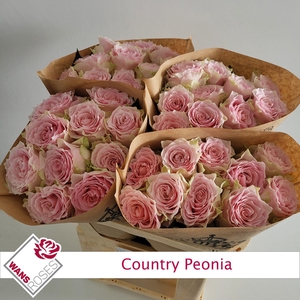 R GR COUNTRY PEONIA